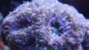 [TodoMarino.com] De autoctono Cantabrico a tropical, nuevo proyecto