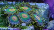 [TodoMarino.com] De autoctono Cantabrico a tropical, nuevo proyecto