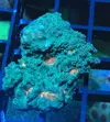[TodoMarino.com] Vendo chromis viridis - Madrid. El carmen