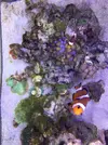 [TodoMarino.com] Blurp's 63L nano