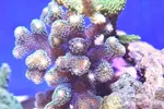 [TodoMarino.com] Vendo pieza de  stylophora pistillata green - Valdemoro