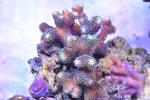 [TodoMarino.com] Vendo pieza de  stylophora pistillata green - Valdemoro