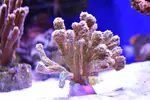 [TodoMarino.com] Vendo hydnophora - Valdemoro