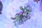 [TodoMarino.com] Vendo hydnophora - Valdemoro