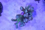 [TodoMarino.com] Vendo hydnophora - Valdemoro