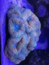 [TodoMarino.com] Lobophyllia  XXXL - GRANADA Y ENVIOS