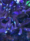[TodoMarino.com] Nudibranqueos?