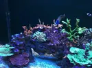 [TodoMarino.com] Nudibranqueos?
