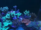 [TodoMarino.com] Nudibranqueos?