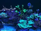 [TodoMarino.com] Nudibranqueos?