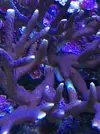 [TodoMarino.com] Nudibranqueos?