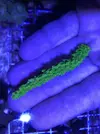 [TodoMarino.com] Vendo esquejes Acropora y sps. - Pontevedra