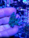 [TodoMarino.com] Vendo esquejes Acropora y sps. - Pontevedra