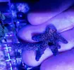 [TodoMarino.com] Vendo esquejes Acropora y sps. - Pontevedra