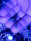 [TodoMarino.com] Vendo esquejes Acropora y sps. - Pontevedra