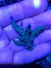 [TodoMarino.com] Vendo esquejes Acropora y sps. - Pontevedra