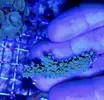 [TodoMarino.com] Vendo esquejes Acropora y sps. - Pontevedra