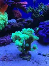 [TodoMarino.com] Pocillopora Damicornis verde fluor - Madrid