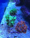 [TodoMarino.com] Pocillopora Damicornis verde fluor - Madrid