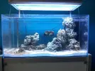 [TodoMarino.com] Steganos´s Reef Project