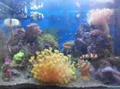 [TodoMarino.com] Steganos´s Reef Project