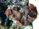 [TodoMarino.com] Nombre de coral.