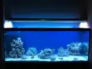 [TodoMarino.com] The Royal Reef Yucatán