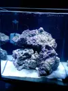[TodoMarino.com] tubi nano reef