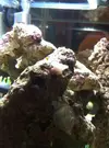 [TodoMarino.com] Necesito ayuda con "habitante" en roca viva (coral?)