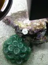 [TodoMarino.com] Necesito ayuda con "habitante" en roca viva (coral?)