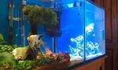 [TodoMarino.com] Acuario mixto dulce-salado