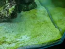 [TodoMarino.com] Manto verde de algas