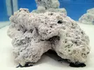 [TodoMarino.com] Two Sides Two Reef