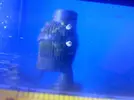 [TodoMarino.com] problemas con zoos