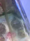 [TodoMarino.com] problemas con zoos