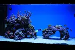 [TodoMarino.com] Alfonso Reef