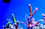 [TodoMarino.com] Alfonso Reef