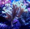 [TodoMarino.com] Alfonso Reef