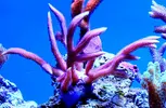 [TodoMarino.com] Alfonso Reef