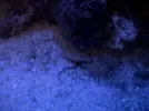 [TodoMarino.com] mi estrella de mar a tenido crias?????