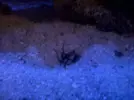 [TodoMarino.com] mi estrella de mar a tenido crias?????