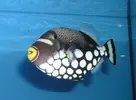 [TodoMarino.com] Cuales son Sus Peces marinos Favoritos