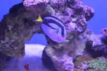 [TodoMarino.com] Se mueren todos mis peces ¿oodinium?
