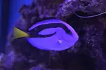 [TodoMarino.com] Se mueren todos mis peces ¿oodinium?