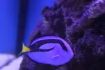[TodoMarino.com] Se mueren todos mis peces ¿oodinium?