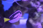 [TodoMarino.com] Se mueren todos mis peces ¿oodinium?