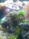 [TodoMarino.com] Identificacion de macroalgas