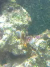 [TodoMarino.com] Identificacion de macroalgas