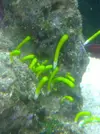 [TodoMarino.com] Identificacion de macroalgas