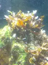 [TodoMarino.com] Identificacion de macroalgas
